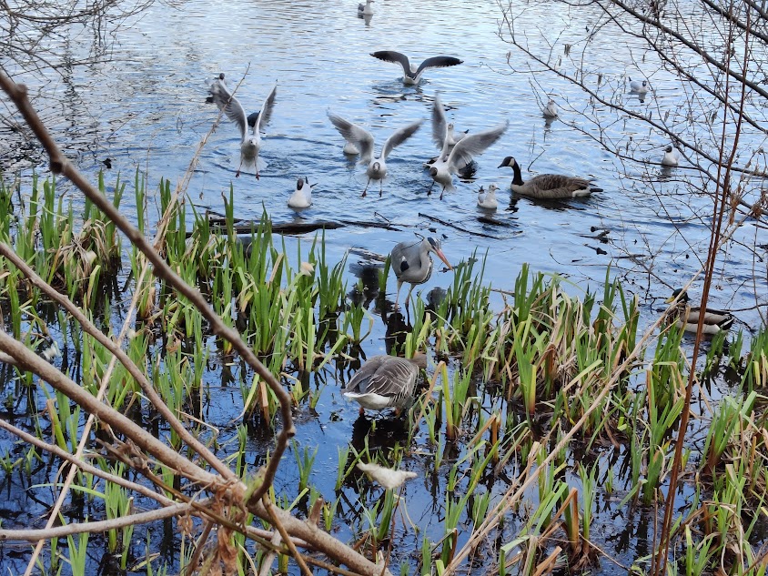 Tudor Rushes And Reeds REEDS AND RUSHES (AKA THREADS part 2) (by GILLIAN) – GANTOB blog