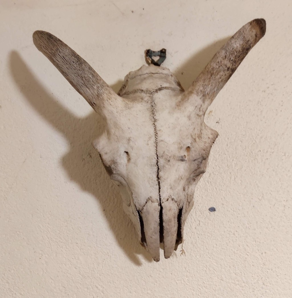 Skull seen at Curfew Tower, 9 August 2023